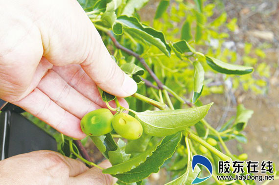 胶东在线莱州频道7月26日讯(通讯员 吴晶)15日,一场冰雹让城港路街道海心庄的农作物饱受打击。而近期的几场降雨更是让枣树雪上加霜,很多新结的枣子都出现了病害。 日前,记者来到海新庄村看到,玉米地、枣树被冰雹打的遍体鳞伤,歪歪的玉米、耷拉叶子的枣树,在一些枣树下还可以看到很多被打落的树叶和青果。 说起当日下冰雹的场景,村民朱京伟至今心痛不已,他告诉记者:“就西边这片雹子下的比较大,大的直径有2公分,小的也有半公分,再往东就不下了,我这片枣林一大半都被打坏了,以后就算成了果也不行了