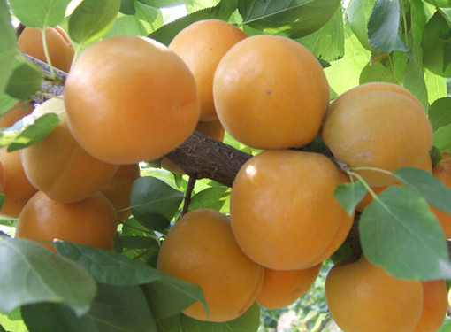 杏吃多了会上火吗?杏仁与哪些食物相克?-吃多