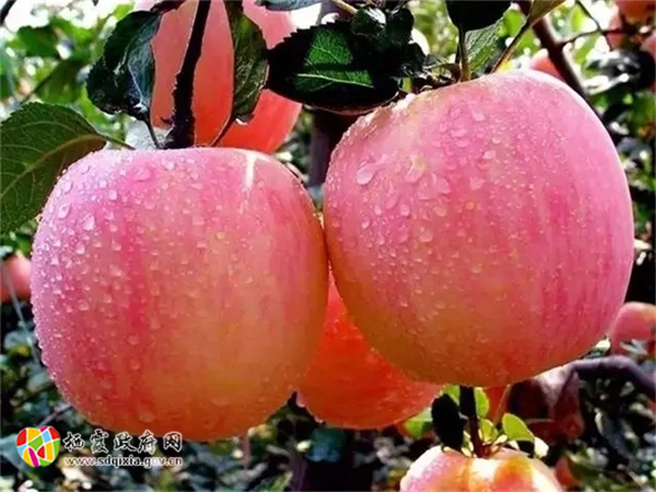 主打“早熟好吃” 海南青柚市场走俏