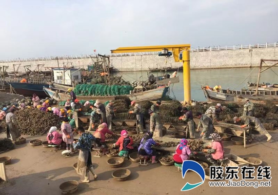 扇贝收获正当时 安全生产不容忽视(图)
