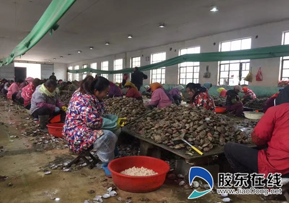 扇贝收获正当时 安全生产不容忽视(图)
