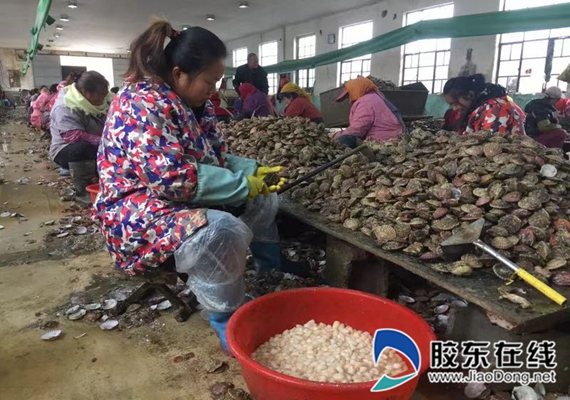 扇贝收获正当时 安全生产不容忽视(图)