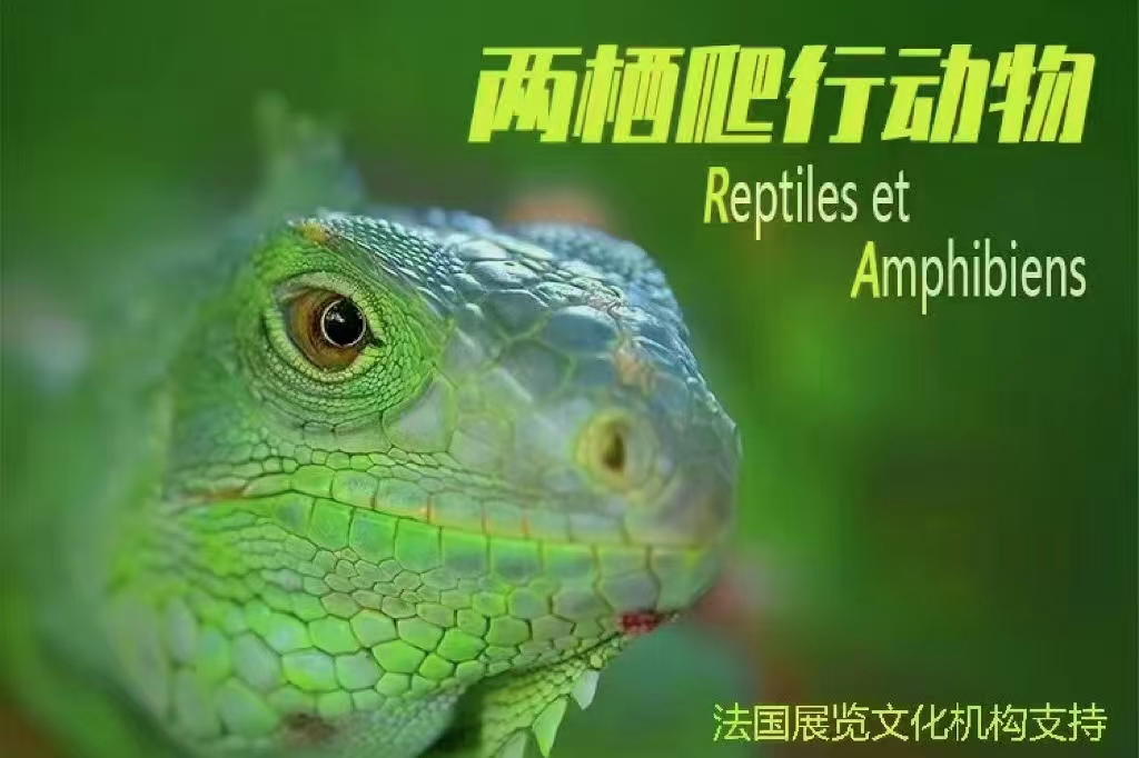 两栖爬行动物特展