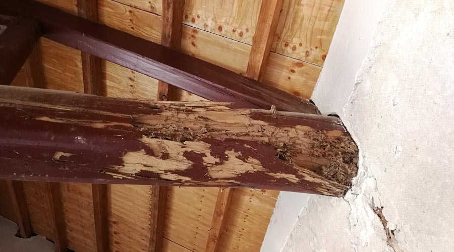 王懿荣纪念馆受白蚁侵害 多根房梁成镂空状